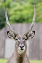 Close up portrait of an impala ram