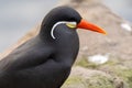 Close-up portrait of an Inca Tern bird perching outdoors Royalty Free Stock Photo