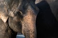 Close-up portrait of Indian elephant Royalty Free Stock Photo