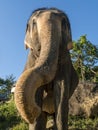 Close up portrait of Indian elephant with a trunk stretched to camera. Royalty Free Stock Photo