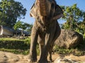 Close up portrait of Indian elephant with a trunk stretched to camera. Royalty Free Stock Photo