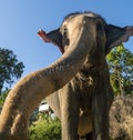 Close up portrait of Indian elephant with a trunk stretched to camera. Royalty Free Stock Photo