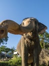 Close up portrait of Indian elephant with a trunk stretched to camera. Royalty Free Stock Photo