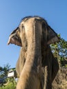 Close up portrait of Indian elephant with a trunk stretched to camera. Royalty Free Stock Photo