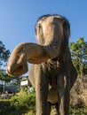 Close up portrait of Indian elephant with a trunk stretched to camera. Royalty Free Stock Photo