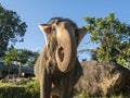 Close up portrait of Indian elephant with a trunk stretched to camera. Royalty Free Stock Photo