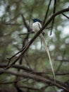 Close-up portrait of an Indian paradise flycatcher Royalty Free Stock Photo