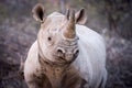 A close up portrait of an inquisitive black rhino Royalty Free Stock Photo