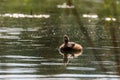 The evening mood. Close-up portrait of inquisitive Little Grebe on evening lake. Royalty Free Stock Photo