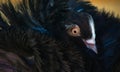 Close-up portrait of a Jacobin pigeon