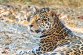 Close up portrait of Jaguar (Panthera onca) Royalty Free Stock Photo