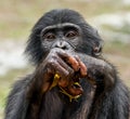 Close up Portrait of a juvenile bonobo. Cub of a Chimpanzee bonobo ( Pan paniscus). Royalty Free Stock Photo