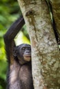 The close-up portrait of juvenile Bonobo Pan paniscus on the tree in natural habitat. Green natural background. Royalty Free Stock Photo