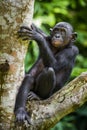 The close-up portrait of juvenile Bonobo Pan paniscus on the tree in natural habitat. Green natural background. Royalty Free Stock Photo