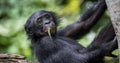 The close-up portrait of juvenile Bonobo Pan paniscus Royalty Free Stock Photo