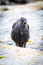 Close up portrait of juveniles jackdaw wild bird