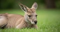 Kangaroo lying down isolated on transparent background Royalty Free Stock Photo