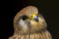 Kestrel falco tinnunculus bird of prey Royalty Free Stock Photo