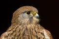 Kestrel falco tinnunculus bird of prey Royalty Free Stock Photo