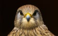 Kestrel falco tinnunculus bird of prey Royalty Free Stock Photo