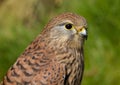 Kestrel falco tinnunculus bird of prey Royalty Free Stock Photo