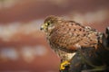 Kestrel falco tinnunculus bird of prey Royalty Free Stock Photo