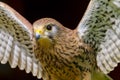 Kestrel falco tinnunculus bird of prey Royalty Free Stock Photo