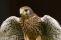 Kestrel falco tinnunculus bird of prey Royalty Free Stock Photo