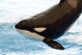 Killer whale orcinus orca Royalty Free Stock Photo