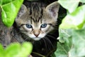 Portrait of a kitten with blue eyes