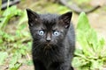 Portrait of a kitten with blue eyes