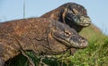 Close up Portrait of Komodo dragon.