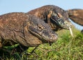 Close up Portrait of Komodo dragon.