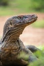 Close up Portrait of Komodo dragon.
