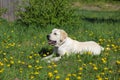 Close up portrait of Labrador dog lying on grass among dandelions, in nature Royalty Free Stock Photo