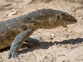 Close-up portrait of a large colorful monitor lizard taken in the Caprivi Strip of Namibia, Southern Africa Royalty Free Stock Photo