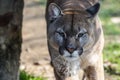 Close-up portrait of a large puma Royalty Free Stock Photo