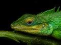 Close-up portrait of a large-scaled forest lizard under diffused lighting at Munnar, Kerala, India