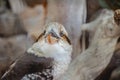 Close up portrait of a Laughing Kookaburra sitting on a tree