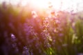 Close-up portrait of lavender flower field at sunset Royalty Free Stock Photo