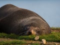 Close up portrait of a lazy dozing snoozing fur seal sleeping on green grass coast of Aramoana Dunedin Otago New Zealand