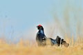 Close up Portrait of a lekking black grouse (Tetrao tetrix) Sunrise . Royalty Free Stock Photo