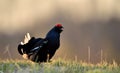 Close up Portrait of a lekking black grouse (Tetrao tetrix) Sunrise Royalty Free Stock Photo