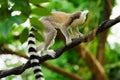 Close-up portrait of lemur catta ring tailed lemur at the khao