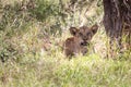 Close-up portrait of a lion. Female lion in the grass of the African savannah.Watchful gaze, Africa, Kenya Royalty Free Stock Photo