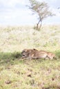 Close-up portrait of a lion. Female lion in the grass of the African savannah.Watchful gaze, Africa, Kenya Royalty Free Stock Photo