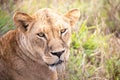 Close-up portrait of a lion. Female lion in the grass of the African savannah.Watchful gaze, Africa, Kenya