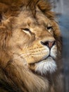 Close-up portrait of a lion. The head of a predator in a semi-profile. The animal looks to the side.