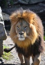 Close up portrait of lion looking at camera