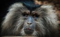 Close up portrait of Lion-tailed macaque. Its also known as wanderoo, bartaffe, beard ape and macaca silenus endangered monkey Royalty Free Stock Photo